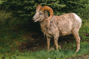 Dickhornschaf