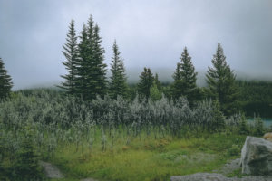 Mystik beim Two Jack Lake
