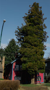 Baum vor rotem Haus in East Vancouver