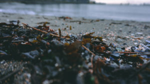 Kitsilano Beach - Algen am Strand