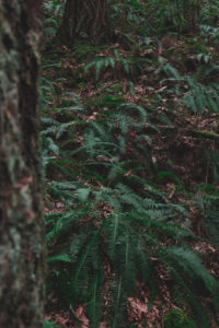 Baden Powell Trail