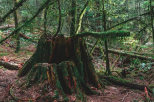 Moosbewachsener Baumstamm Baden Powell Trail