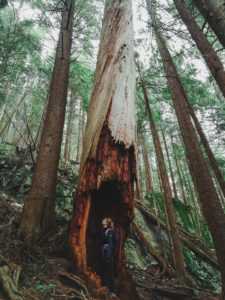 Giant Cedar Baden Powell Trail