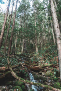 Baden Powell Trail