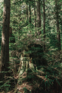 Cedar Trail Vancouver