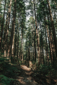 Cedar Trail Vancouver