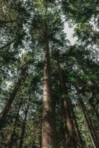 Cedar Trail Vancouver
