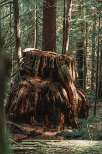 Cedar Trail Vancouver