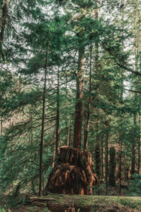 Cedar Trail Vancouver