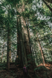 Big Cedar auf dem Cedar Trail