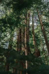 Big Cedar auf dem Cedar Trail
