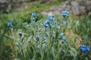 Die ersten Blüten trotz des Schnees