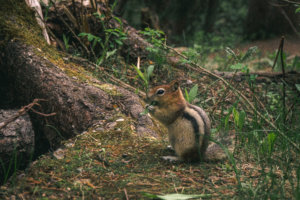 Eichhörnchen