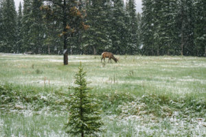 grasender Wapiti