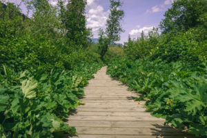 Skunk Cabbage Trail