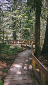 Giant Cedar Trail