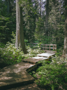 Giant Cedar Trail