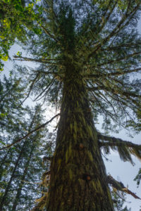 Moosbewachsener Baum am Broken Bridge Trail Revelstoke