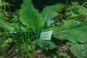 Skunk Cabbage